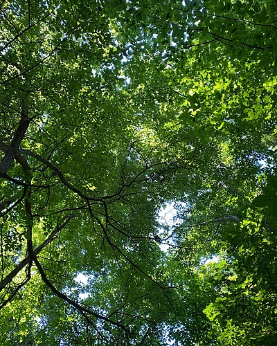 Co-LAB: The Place of Stories: Burnet Woods poster