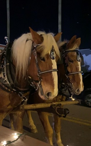 Historic Downtown Panama City Winter Wonder Wagon image