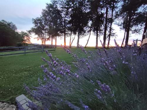 Lavender Extravaganza: A Fragrant Celebration poster