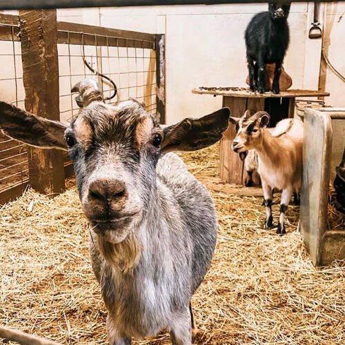 Fall Educational Field Trips image