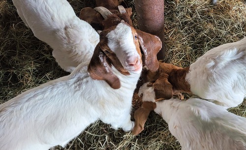📣 SCHOOL’S OUT — LET’S HEAD TO THE FARM! 🐐🌽🎉