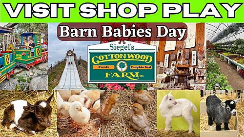 Barn Babies at Siegel's Cottonwood Farm 2024 poster